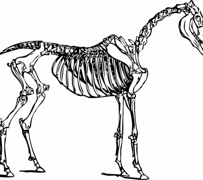 Animal Skeleton Coloring Pages Animal Skeleton Coloring - Horse Skeleton Clipart - Free Transparent PNG Clipart Images Download. - Sun Transparent PNG Free Download