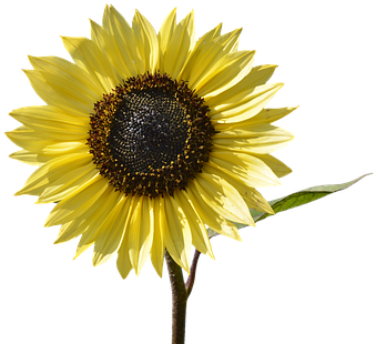 Sun Flower, Flower, Yellow Flower, Bloom - Yellow Flower - Free Transparent PNG Clipart Images Download. - Sun PNG Sun Flower, Flower, Yellow Flower, Bloom - Yellow Flower - Free Transparent PNG Clipart Images Download. - Sun Transparent PNG Free Download