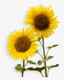 Sunflower Png Free Download - Free Ppt Sunflower Template, Transparent - Sun Transparent PNG Free Download