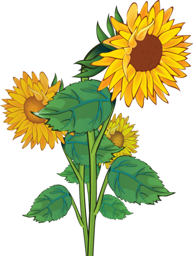 Free Sunflower Clipart Public Domain Flower Clip Art - Clipart Sun Flower - Free Transparent PNG Clipart Images Download. - Sun Transparent PNG Free Download