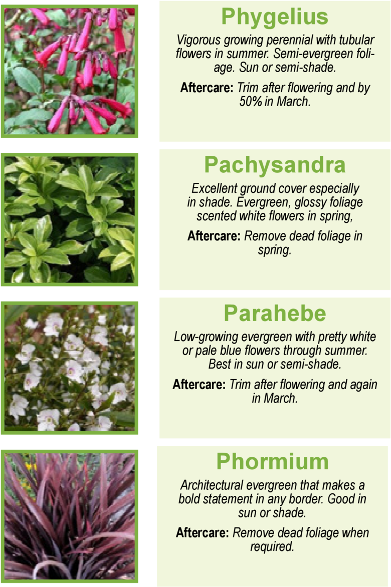 Phygelius Vigorous Growing Perennial With Tubulor Flowers - Lobelia Transparent PNG - 960x1362 - Free Download on - Sun Transparent PNG Free Download