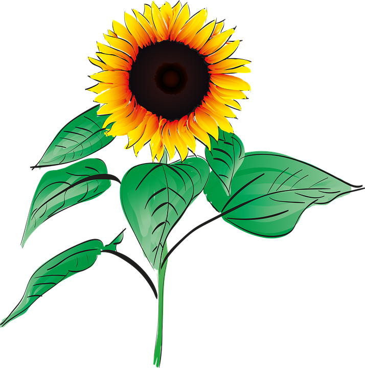 Sun Flower Summer Plant Garden Flower Orange - Bunga Matahari Vektor - Free Transparent PNG Clipart Images Download. - Sun Transparent PNG Free Download