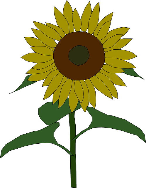 Outline, Yellow, Drawing, Plants, Sun, Flower, Flowers - Sunflower Clip Art - Free Transparent PNG Clipart Images Download. - Sun Transparent PNG Free Download