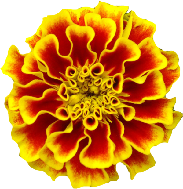 Mexican Marigold Marigolds Tattoo Birth Flower - Marigold Transparent Dia De Los Muertos, HD Png Download - Tattoo Transparent PNG Free Download