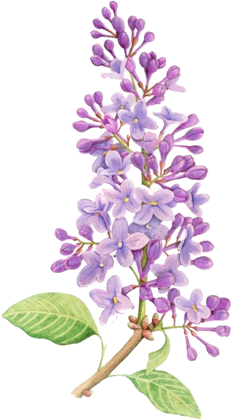 Lilac Flower Drawing Tattoo Watercolor Painting - Simple Lilac Flower Drawing Transparent PNG - 658x877 - Free Download on - Tattoo Transparent PNG Free Download