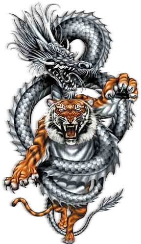 Dragon Tigre Pictures, Images And Photos Mehr Japanese - Dragon Fighting A Tiger Transparent PNG - 306x504 - Free Download on - Tattoo Transparent PNG Free Download