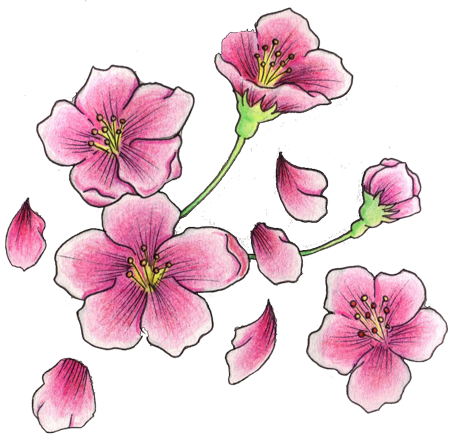 Best 25 Dragon Koi Fish Ideas On Pinterest - Cherry Blossom Tattoo Design - Free Transparent PNG Clipart Images Download. - Tattoo Transparent PNG Free Download