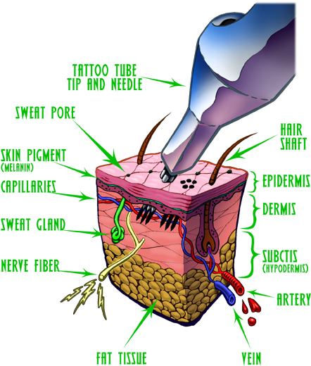 Construction Of Skin Козметика За Избрани - Second Skin Tattoo Cover - Free Transparent PNG Clipart Images Download. - Tattoo Transparent PNG Free Download
