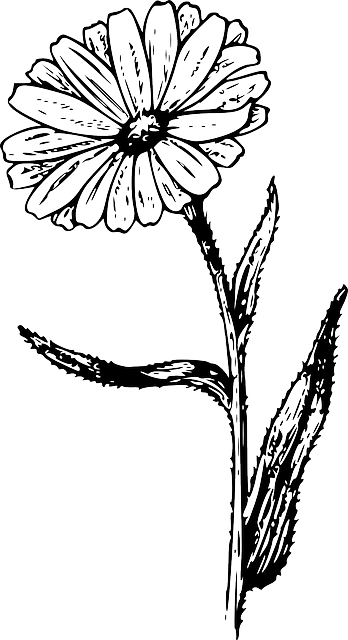 Drawing, Flower, Plant, Garden, Nature, Tattoo - Calendula Vintage Look 6 X Ceramic Tile Backsplash - Free Transparent PNG Clipart Images Download. - Tattoo Transparent PNG Free Download
