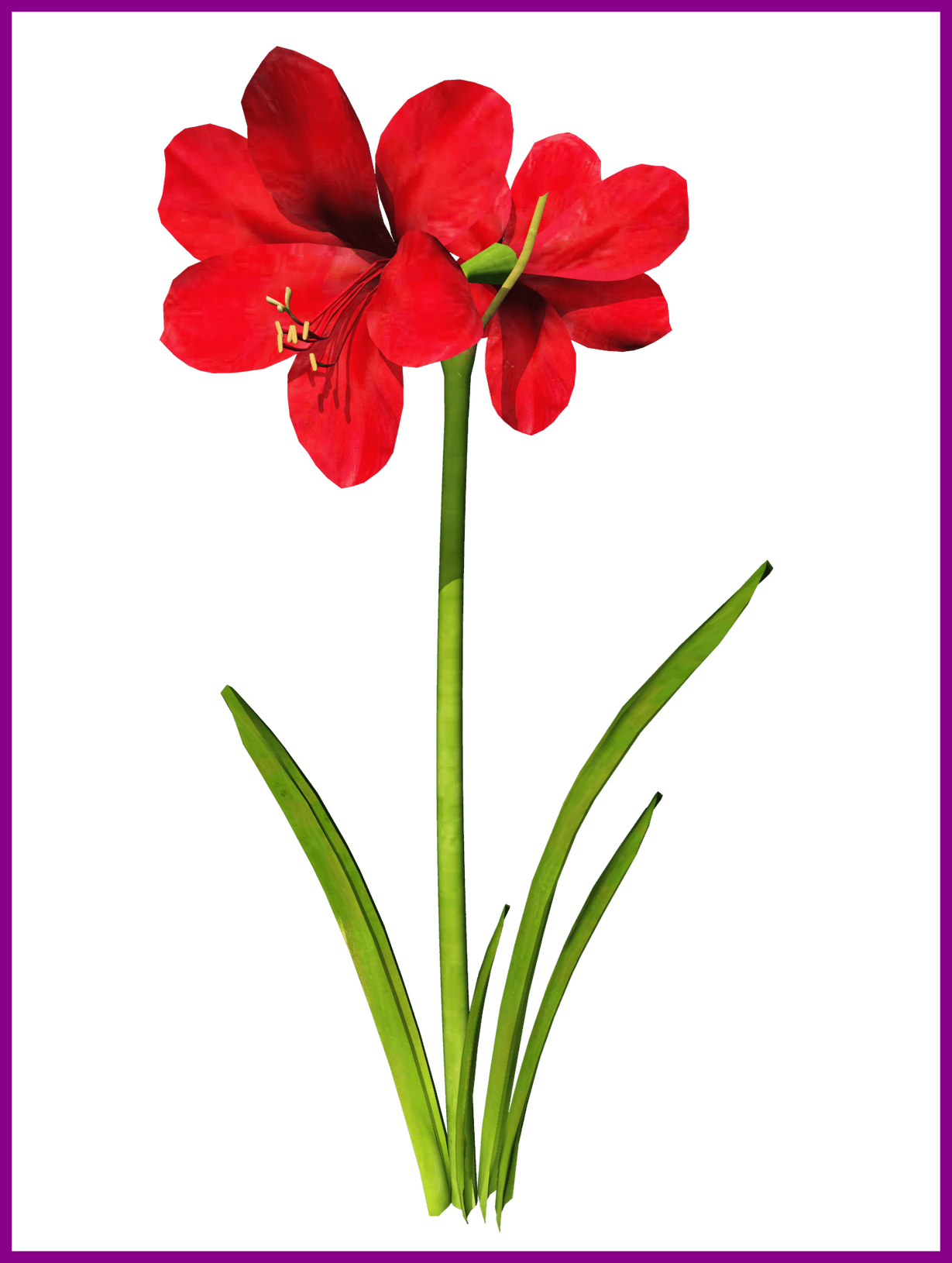 Awesome Amaryllis Flower Tattoo Clip Art Pic For Vector - Amaryllis Clip Art - Free Transparent PNG Clipart Images Download. - Tattoo Transparent PNG Free Download