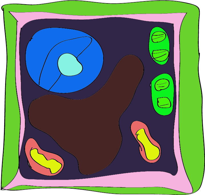 Plant Cell Diagram For Kids Animal With Tattoo Page - Plant Cell Rangoli - Free Transparent PNG Clipart Images Download. - Tattoo Transparent PNG Free Download