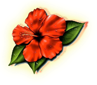 Lovely Plumeria Photos Hawaii State Flower Images Clipart - Hibiscus Flower Tattoo - Free Transparent PNG Clipart Images Download. - Tattoo Transparent PNG Free Download