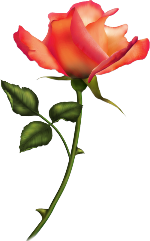 Tattoo Ideas - Romantische Rosen-karte 03 Grußkarte - Free Transparent PNG Clipart Images Download. - Tattoo Transparent PNG Free Download