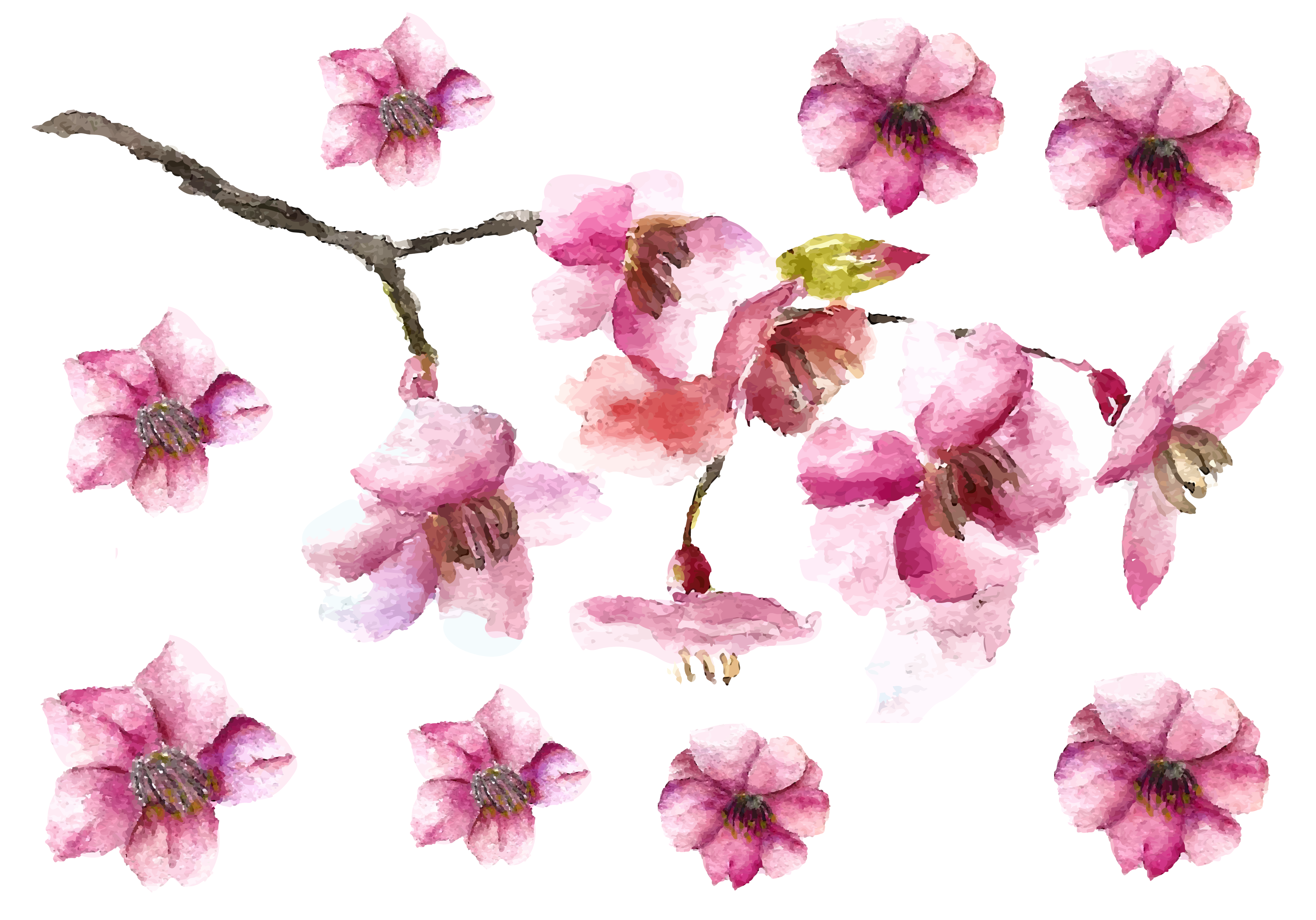 Cherry Blossom Petals And Branch Fake Tattoo, Cherry - Cherry Blossom Easy Drawing - Free Transparent PNG Clipart Images Download. - Tattoo Transparent PNG Free Download