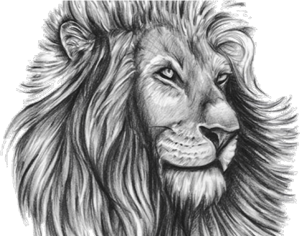 Lion Tattoo Png Transparent Images - Lion Tattoo Design Template Transparent PNG - 640x480 - Free Download on - Tattoo Transparent PNG Free Download