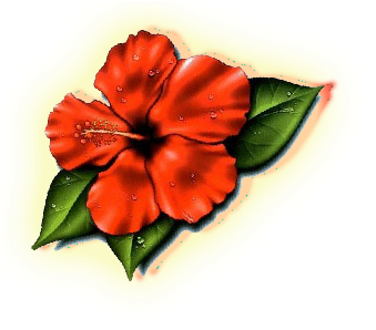 Hibiscus Flower Tattoos- High Quality Photos And Flash - Hibiscus Flower Tattoo - Free Transparent PNG Clipart Images Download. - Tattoo Transparent PNG Free Download