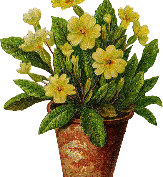 Flowerpots Clipart Beautiful Flower - Tattoo Of Yellow Primrose Transparent PNG - 574x600 - Free Download on - Tattoo Transparent PNG Free Download