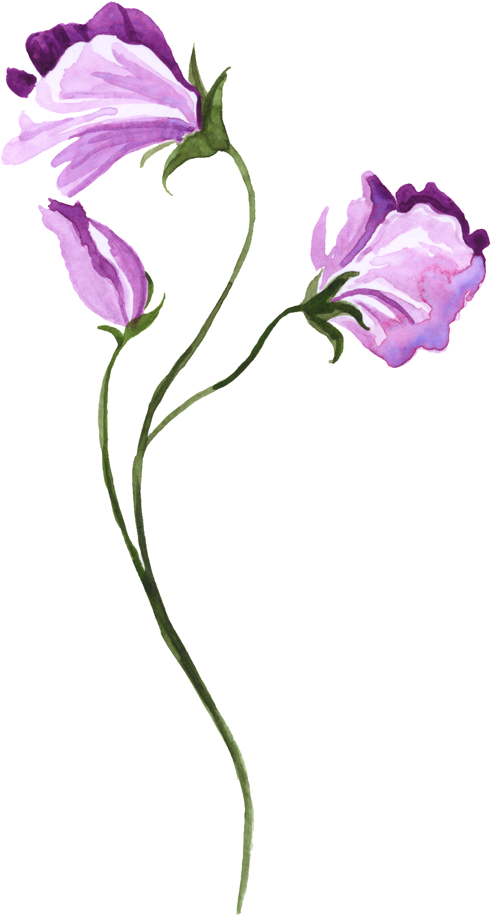 Watercolor Hand-painted Purple Floral Transparent Decorative - Watercolor Sweet Pea Tattoo Transparent PNG - 1024x1825 - Free Download on - Tattoo Transparent PNG Free Download