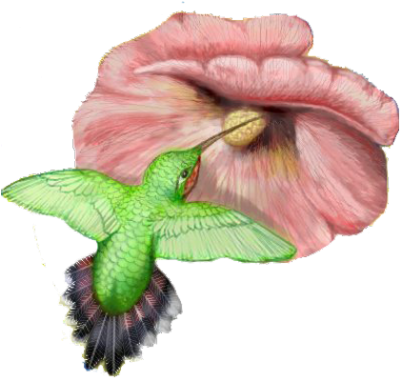 Photo Hummingbird Tattoos Clipart Png Images - Hummingbird - Free Transparent PNG Clipart Images Download. - Tattoo Transparent PNG Free Download
