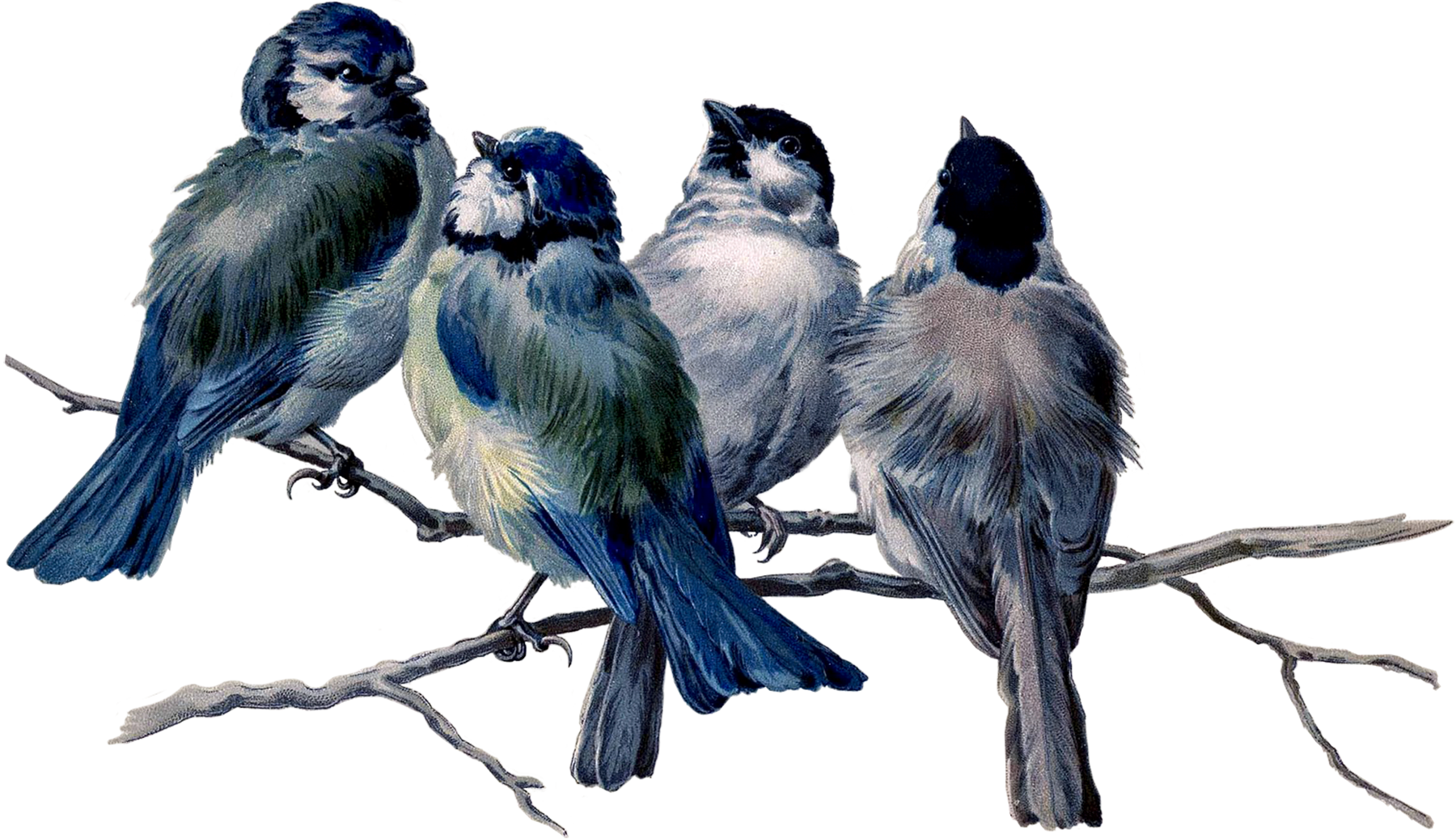 Scrapbooking, Collage, Birds, Graphics, Animals, Searching, - Ralph Waldo Emerson Garden Quotes - Free Transparent PNG Clipart Images Download. - Tattoo Transparent PNG Free Download