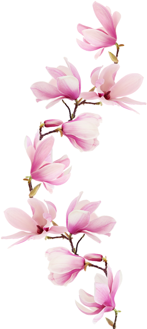 Liebevoll Von Unseren Beratern Verfasst Buddha Tattoos, - Music Theory Notebook (pink Magnolia Flowers Glossy Transparent PNG - 450x700 - Free Download on - Tattoo Transparent PNG Free Download