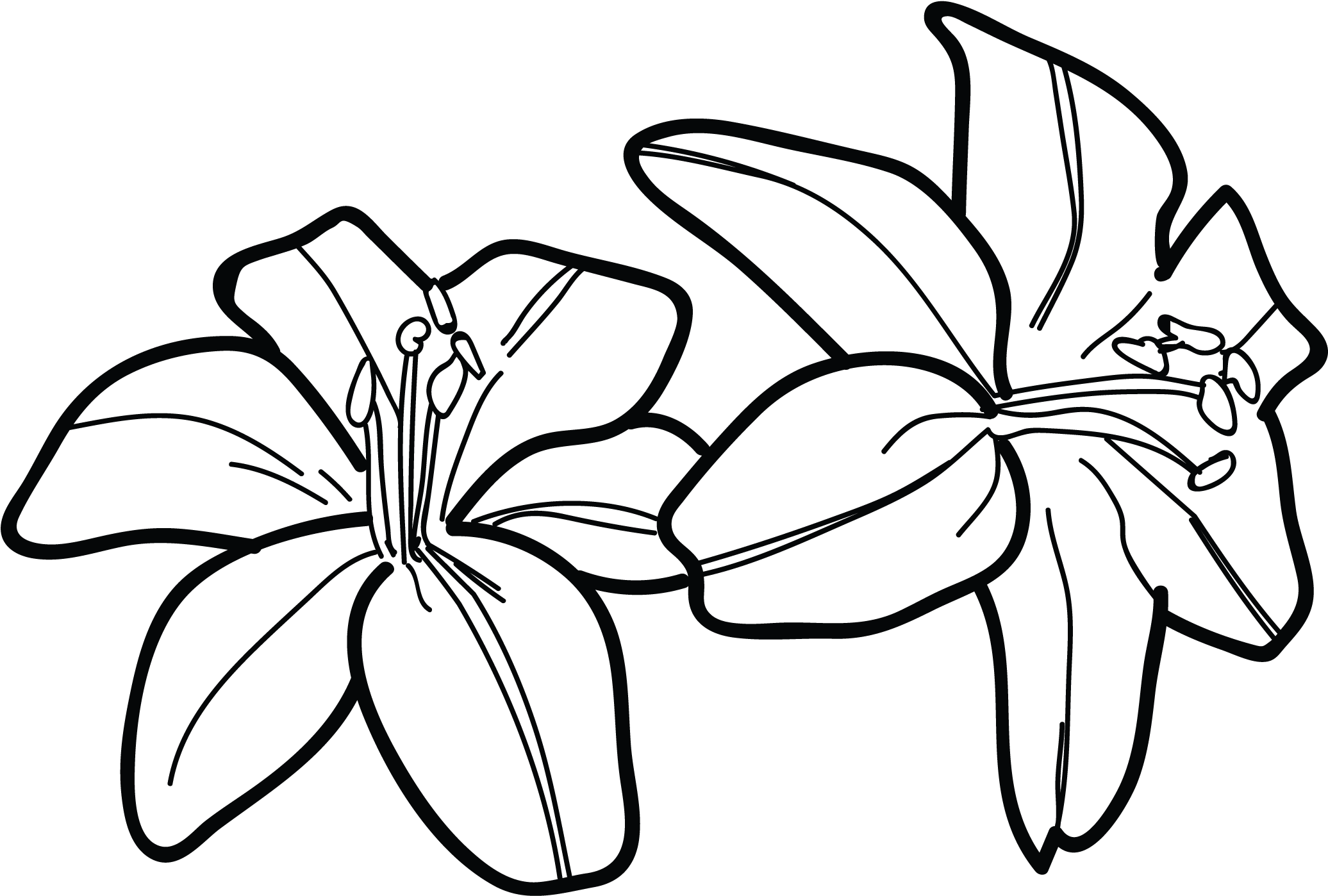 Tiger Lily Flower Drawing Water Lilies Tattoos Designs - Draw A Tiger Lily - Free Transparent PNG Clipart Images Download. - Tattoo Transparent PNG Free Download