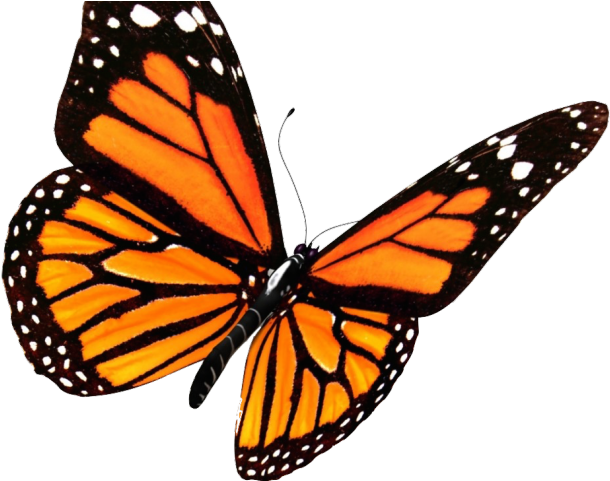 Monarch Butterfly Clipart Butterfly Tattoo - Monarch Butterfly Transparent Background Transparent PNG - 640x480 - Free Download on - Tattoo Transparent PNG Free Download