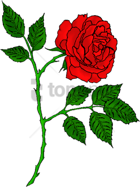 Free Png Red Rose Tattoo Transparent Png Image With - Portable Network Graphics Transparent PNG - 480x644 - Free Download on - Tattoo Transparent PNG Free Download