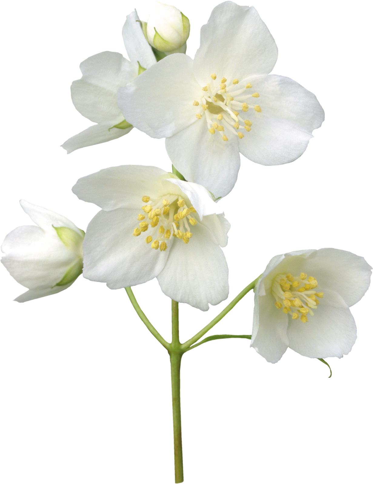Jasmin Flower, Leaves, Jasmine, Free, Tattoos, Flowers, - White Jasmine Flower Png Transparent PNG - 1231x1600 - Free Download on - Tattoo Transparent PNG Free Download