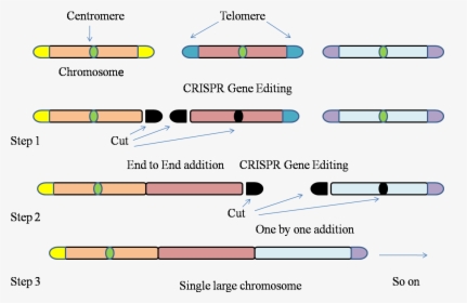 Gene-editing Technology Used To Fit Entire Genome Of - Parallel, HD Png Download - Technology Transparent PNG Free Download