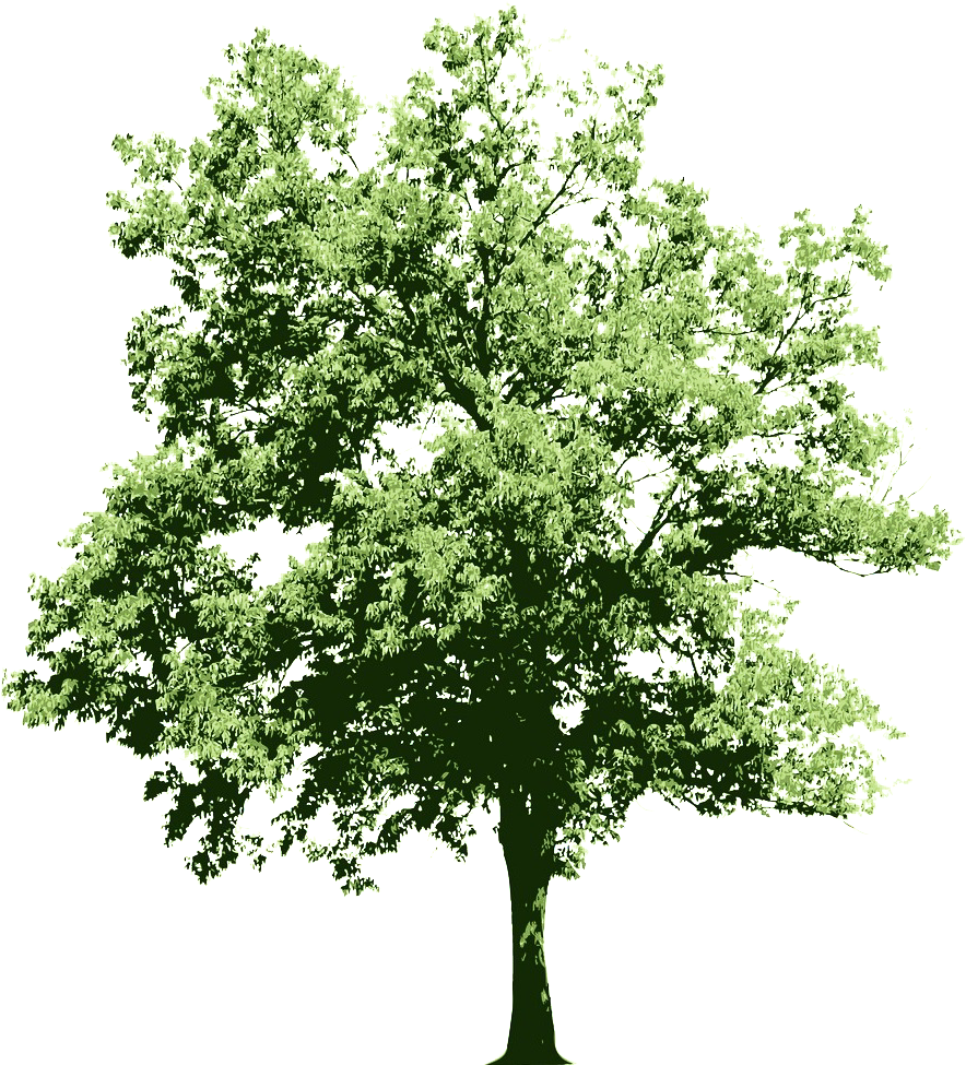 Ongoing Contributions To The Oracle Technology Community - White Flowering Shrub Png - Free Transparent PNG Clipart Images Download. - Technology Transparent PNG Free Download