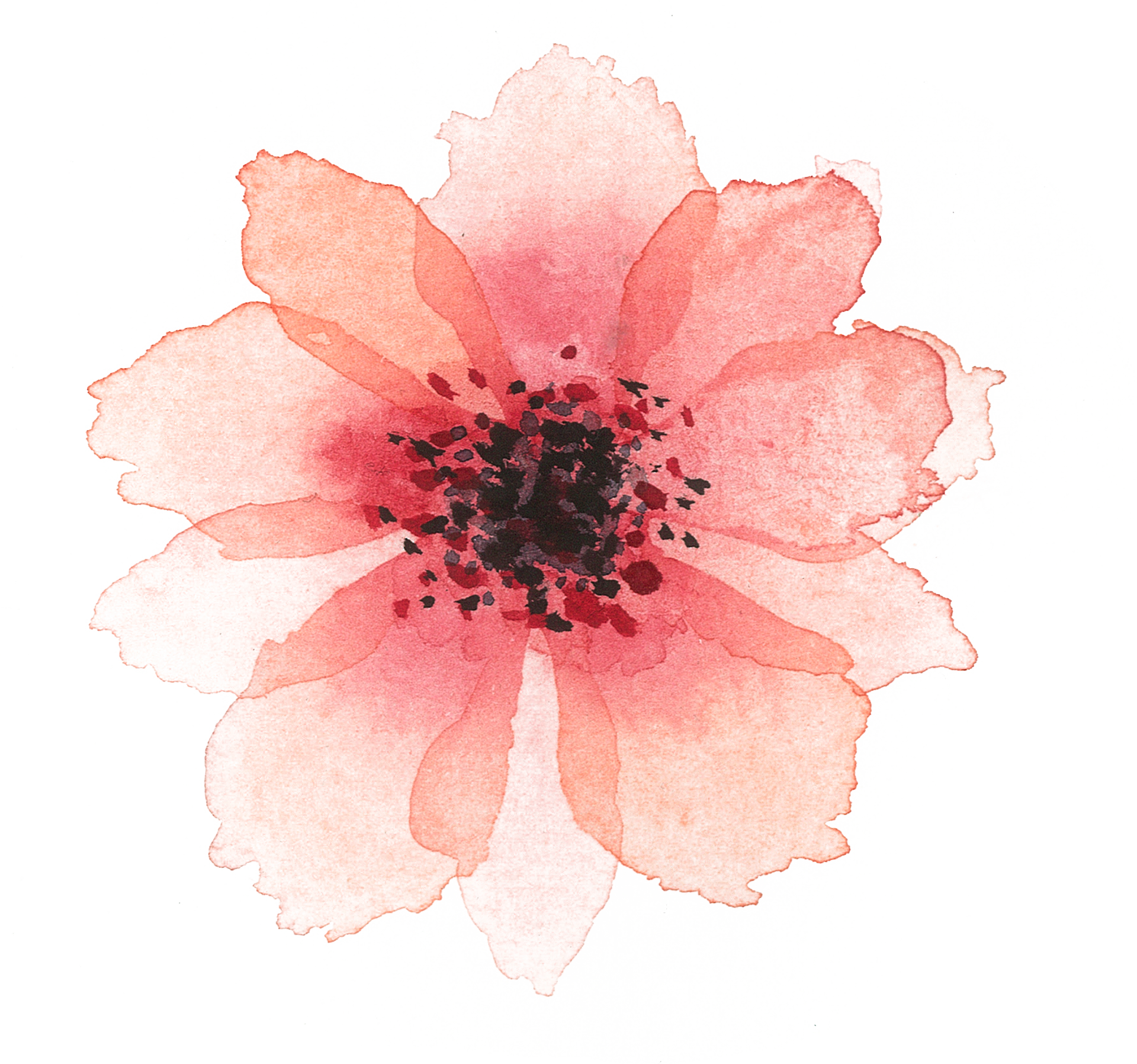 Of A Friends Wedding In The Summer Of - Rosa Canina Transparent PNG - 1920x1796 - Free Download on - Wedding Transparent PNG Free Download