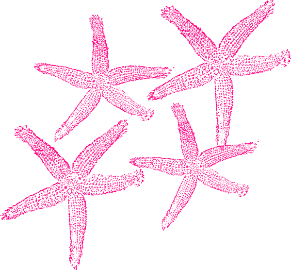 Wedding Starfish Clipart Exclusive Photo Of - Fish Clip Art - Free Transparent PNG Clipart Images Download. - Wedding Transparent PNG Free Download
