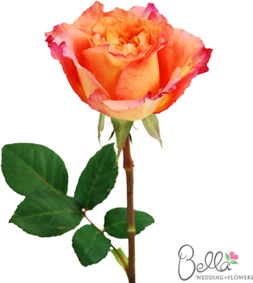 Free Spirit Roses Are A Gorgeous Variety Of Orange - Wedding - Free Transparent PNG Clipart Images Download. - Wedding Transparent PNG Free Download