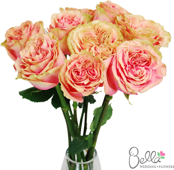 Osadia Garden Roses Are One Of The Newest Hot Items - Wedding - Free Transparent PNG Clipart Images Download. - Wedding Transparent PNG Free Download