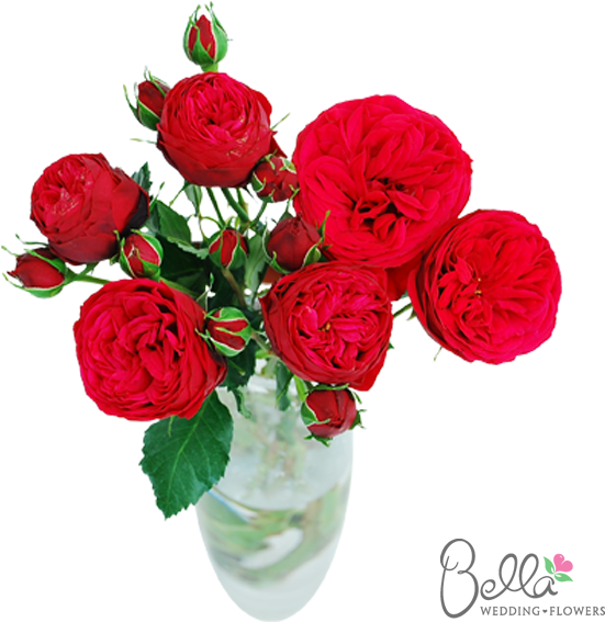 Piano Garden Roses Are One Of The Newest Hot Items - Roses Lovers - Free Transparent PNG Clipart Images Download. - Wedding Transparent PNG Free Download