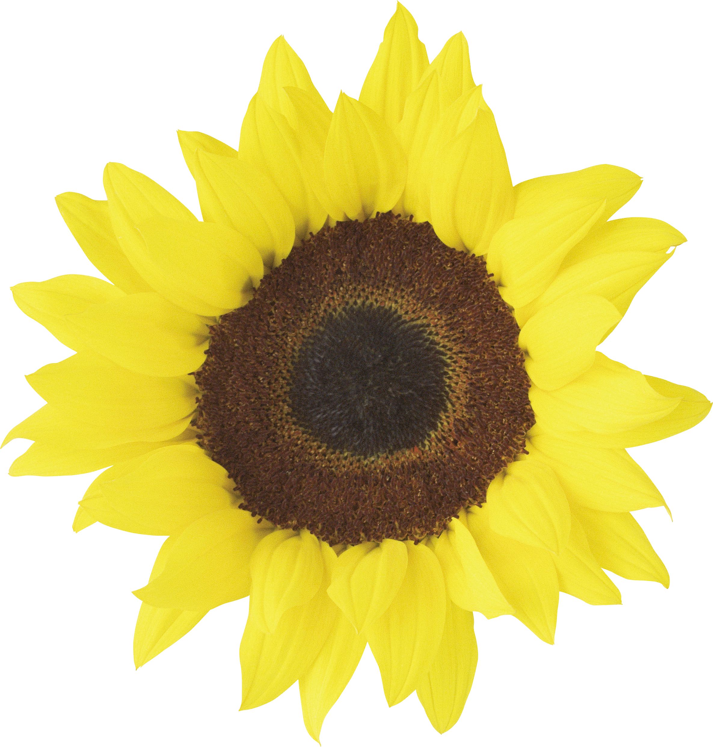 Free Png Sunflower Png Images Transparent - Sunflower Wedding Clip Art Free - Free Transparent PNG Clipart Images Download. - Wedding Transparent PNG Free Download