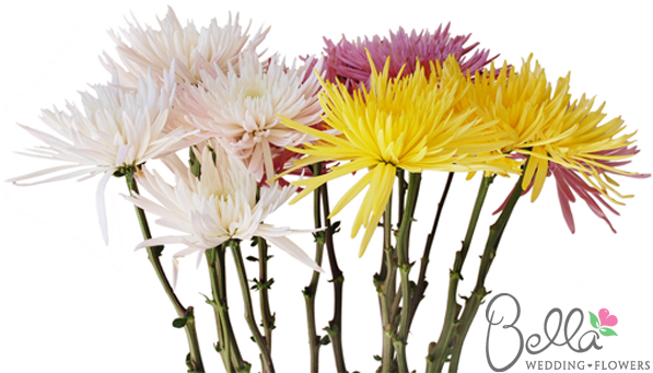 Sleek, Elongated Petals Unfurl From The Center Of The - Wedding - Free Transparent PNG Clipart Images Download. - Wedding Transparent PNG Free Download