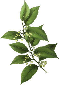 Bay Leaf Spring Flowers, Autumn Leaves, Grapes Wedding - Giclee Painting: Botanical Glory Iii, 56x46in. - Free Transparent PNG Clipart Images Download. - Wedding Transparent PNG Free Download