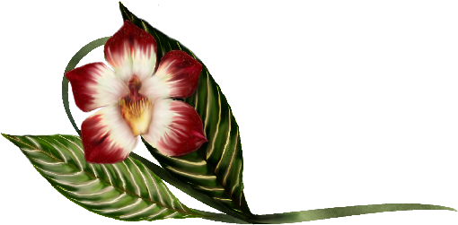 Vanda Orchid Illustration Spring Flowers, Autumn Leaves, - Illustration - Free Transparent PNG Clipart Images Download. - Wedding Transparent PNG Free Download