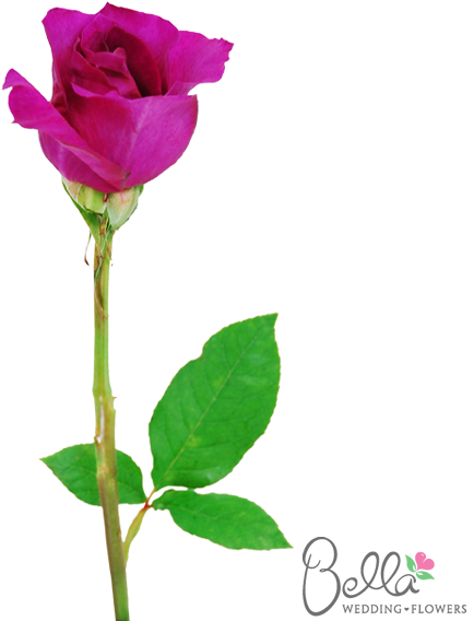 Mammy Blue Are A Gorgeous Variety Of Fushia Rose And - Wedding - Free Transparent PNG Clipart Images Download. - Wedding Transparent PNG Free Download