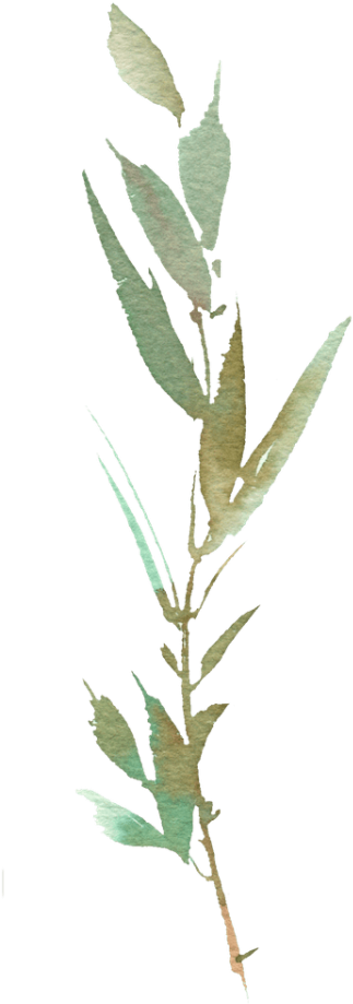 Elopement Destination Wedding Photographers Shalene - Pink Evening Primrose - Free Transparent PNG Clipart Images Download. - Wedding Transparent PNG Free Download