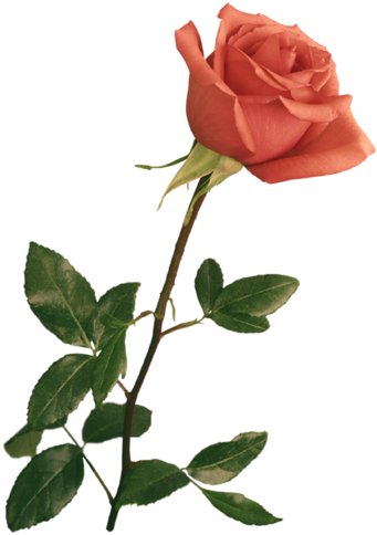 Resultado De Imagen Para Flores Gif - Wedding Backgrounds For Photoshop - Free Transparent PNG Clipart Images Download. - Wedding Transparent PNG Free Download
