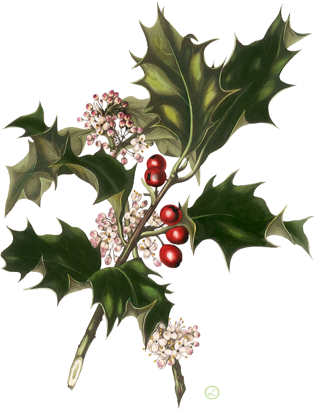 Веточка Остролиста - Christmas Vintage Wedding Invitations - Free Transparent PNG Clipart Images Download. - Wedding Transparent PNG Free Download