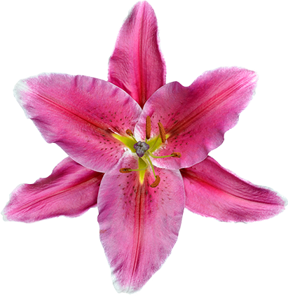 Магазин Свадебных Подарков Wedding Gift Shop - Dibujo Animado De Flores Rosas - Free Transparent PNG Clipart Images Download. - Wedding Transparent PNG Free Download