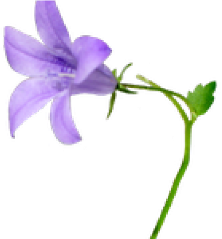 Bellflower Clipart Purple Wedding Dress - Bellflower Png - Free Transparent PNG Clipart Images Download. - Wedding Transparent PNG Free Download