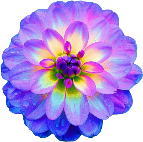 Dahlia It Almost Glows The Colors Are Gorgeous Blue - Pretty Flowers - Free Transparent PNG Clipart Images Download. - Wedding Transparent PNG Free Download