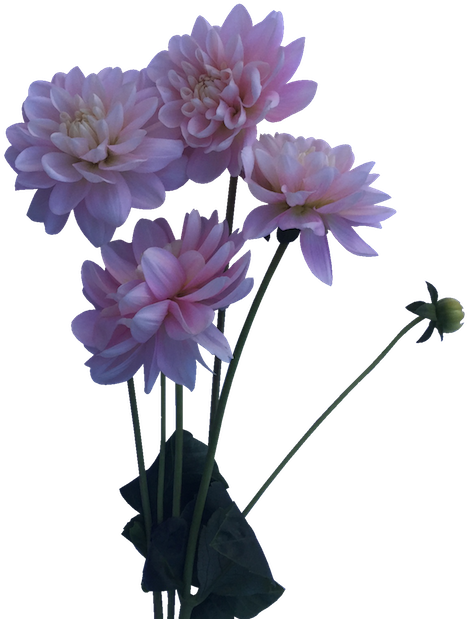 Bunch Of Blush Or Baby Pink Dahlias Perfect For Whimsical, - Daliha Flower Plant Png - Free Transparent PNG Clipart Images Download. - Wedding Transparent PNG Free Download
