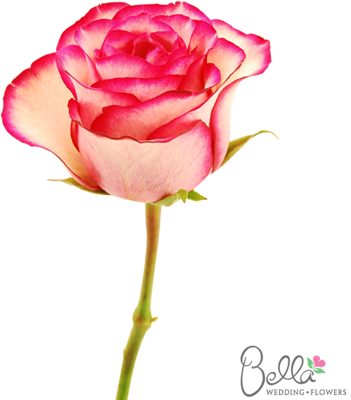 Carousel Roses Are A Gorgeous Variety Of Pink Rose - Wedding - Free Transparent PNG Clipart Images Download. - Wedding Transparent PNG Free Download