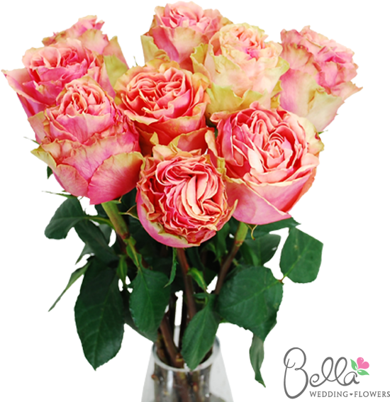 Pink Finesse Garden Roses Are One Of The Newest Hot - Wedding - Free Transparent PNG Clipart Images Download. - Wedding Transparent PNG Free Download